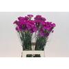 Dianthus St Tiepolo Fucsia
