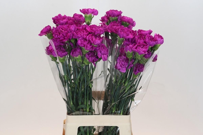 Dianthus St Tiepolo Fucsia