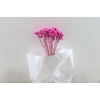 Dried Immortelle Fuchsia 10pcs Bunch Slv