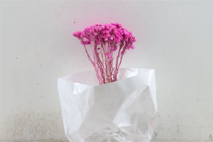 Dried Immortelle Fuchsia 10pcs Bunch Slv