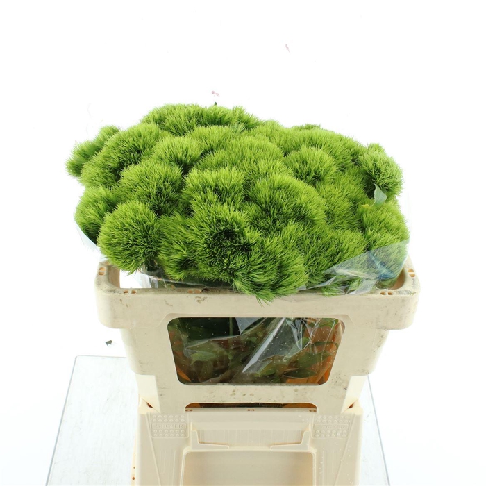 <h4>Di Barb Green Trick (x50 In Hoes)</h4>