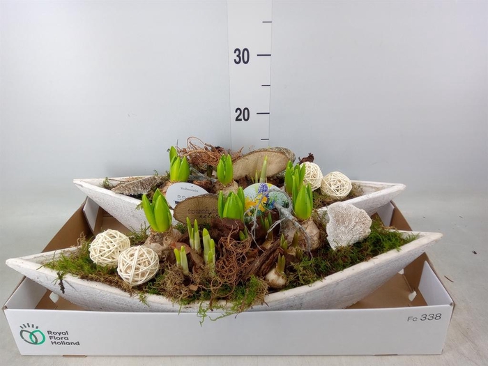 <h4>Arr. Bol/Knolgewas L%</h4>