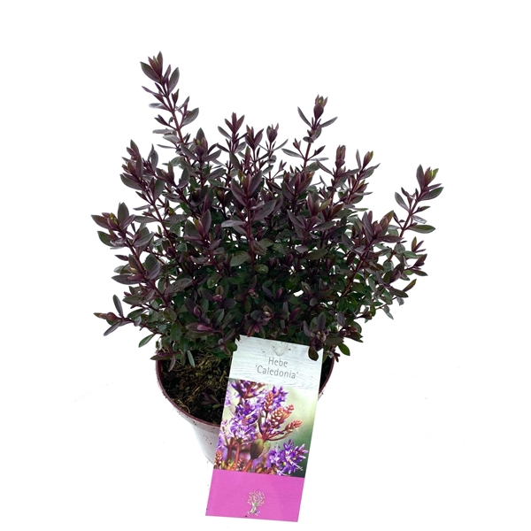 <h4>Hebe 'Caledonia'</h4>