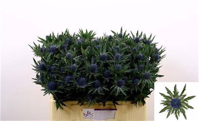 <h4>Eryngium Aquarius Qstar 50cm X40</h4>