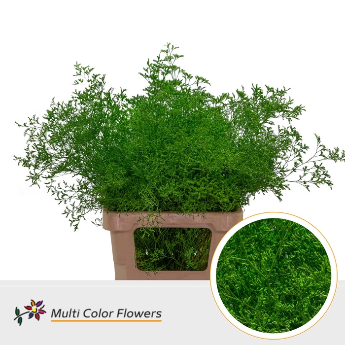 <h4>Limonium Beltlaard Groen donker</h4>