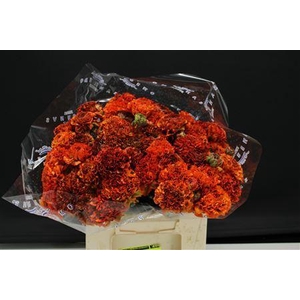 RANUNCULUS  'PON-PON GARFIELD'