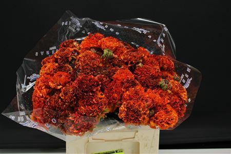 <h4>RANUNCULUS  'PON-PON GARFIELD'</h4>