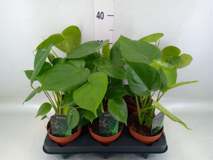 <h4>Monstera delic.</h4>