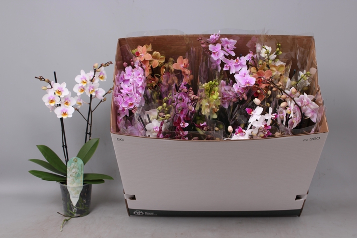 <h4>PHAL MF GEM 8 KL</h4>