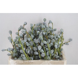 Euca Boule Sup 300gram P Bunch