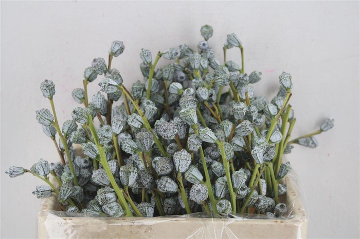 <h4>Euca Boule Sup 300gram P Bunch</h4>