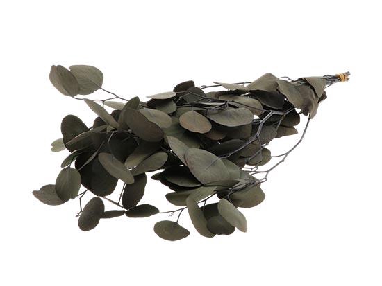 Bunch Euca Populus Pres.150g