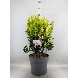 Euonymus japon. 'Extravaganza'