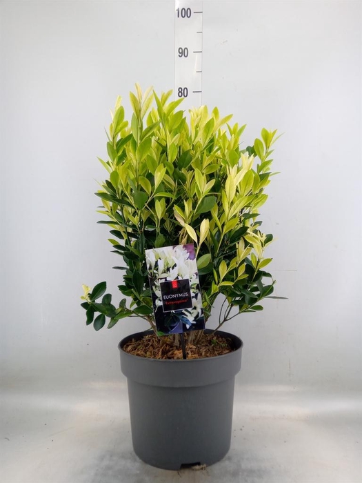 <h4>Euonymus japon. 'Extravaganza'</h4>