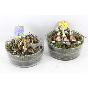 arr4 Bollenmix MB - Glas cilinder breed/dik 285/5