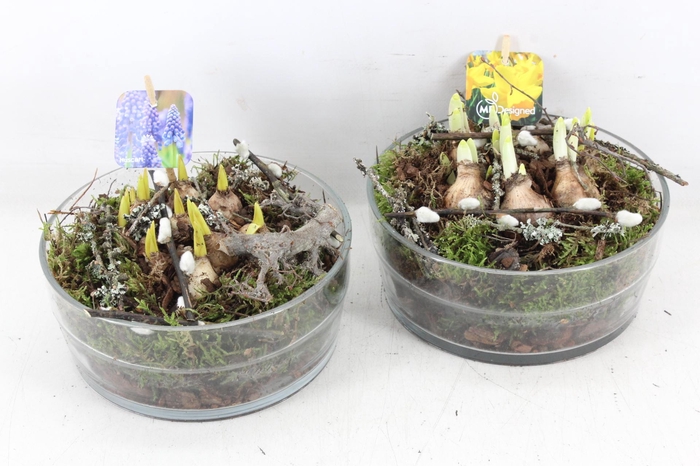 <h4>arr4 Bollenmix MB - Glas cilinder breed/dik 285/5</h4>