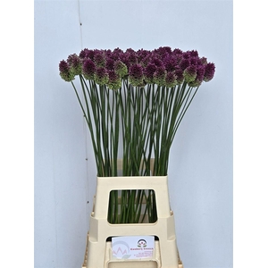 Allium Sphaerocephal