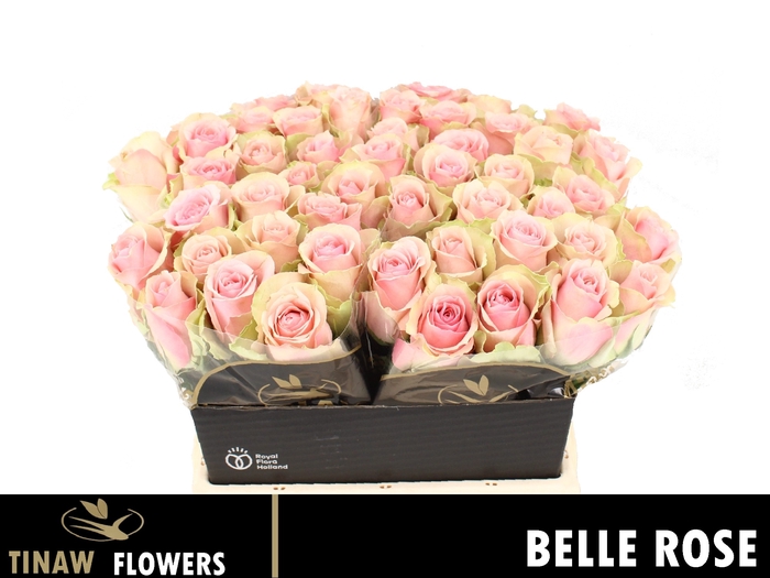 <h4>R GR BELLE ROSE</h4>