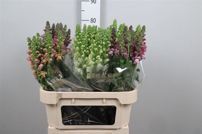 <h4>Antir Gem In Fust</h4>