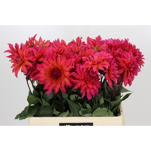 Dahlia Pink Punk