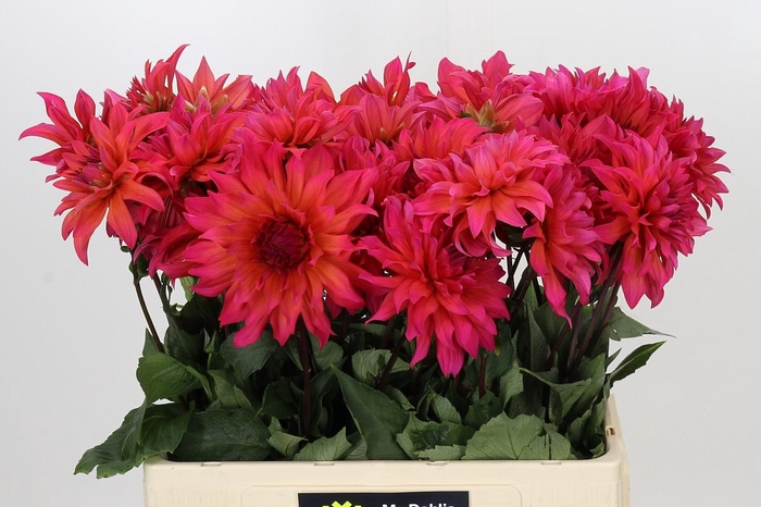 <h4>Dahlia Pink Punk</h4>