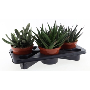 Aloe   ...mix