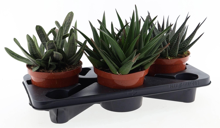 <h4>Aloe   ...mix</h4>