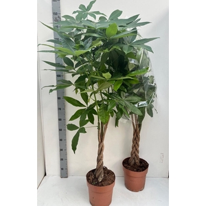 PACHIRA AQUATICA