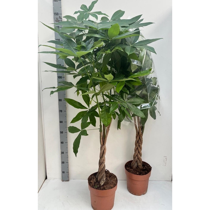 <h4>PACHIRA AQUATICA</h4>