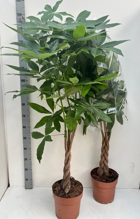 PACHIRA AQUATICA