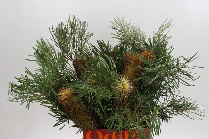 <h4>Banksia Spinulosa</h4>