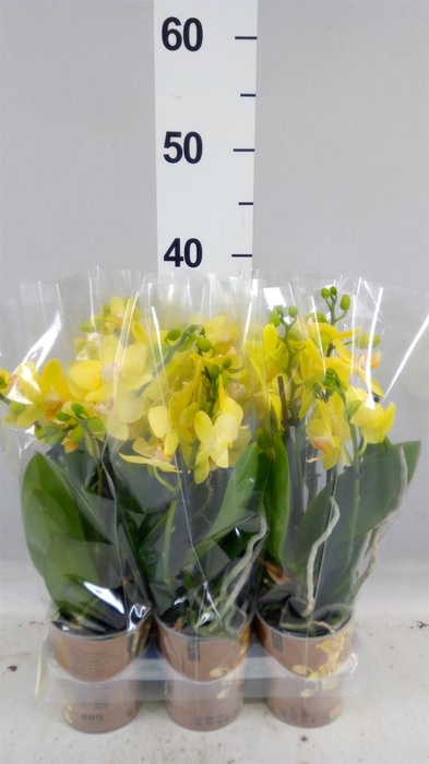 <h4>Phalaenopsis multi. 'Ant Albenga'</h4>