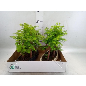 Bonsai   ...