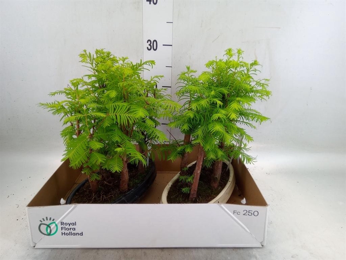 <h4>Bonsai   ...</h4>