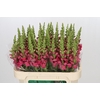Antirrhinum Potomac Rose