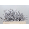 Ilex paint Silver