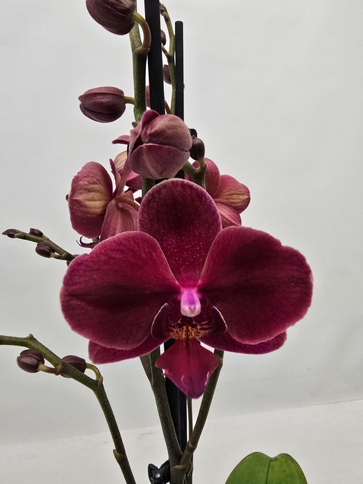 <h4>Limited 11 week 9</h4>