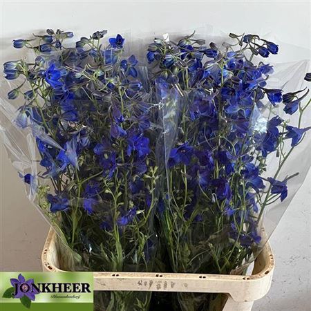 <h4>Delph En Volkerfrieden</h4>