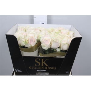 R Gr Lovely Avalanc+