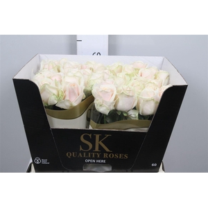 R Gr Lovely Avalanc+