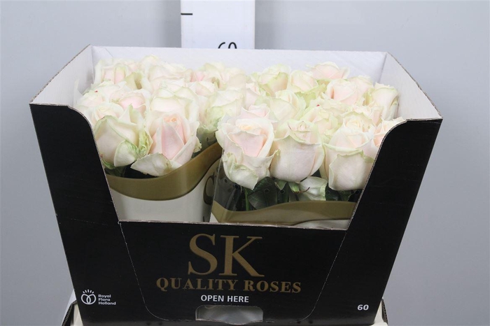 <h4>R Gr Lovely Avalanc+</h4>