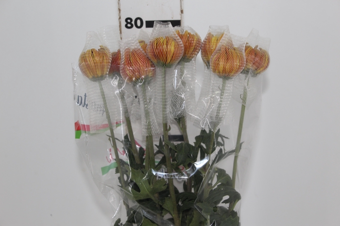 <h4>ANASTASIA DARK FUEGO 080 CM</h4>