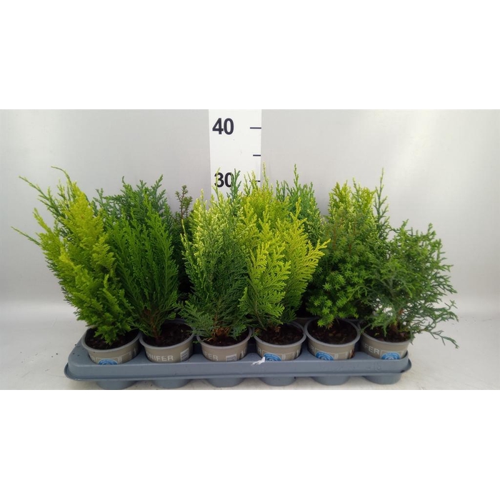<h4>Conifers   ...mix</h4>