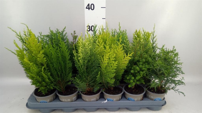 Conifers   ...mix