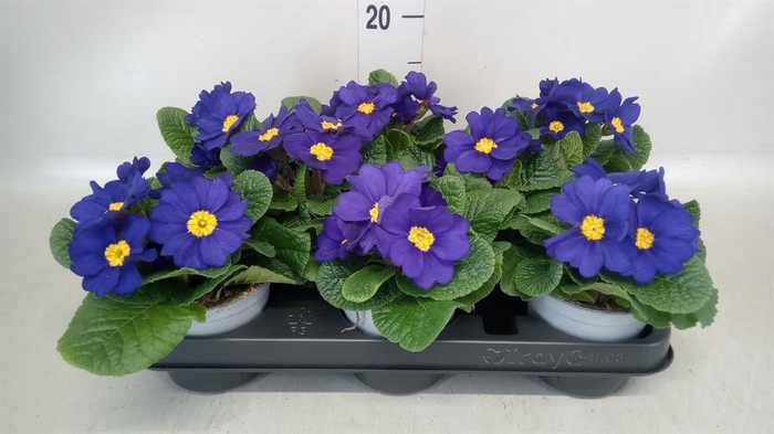 <h4>Primula ac.   ...</h4>