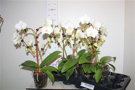 <h4>Phal Ov Wit Hartvorm 2 Branches 16+</h4>