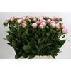 Paeonia Sarah Bernhardt