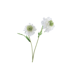 Scabiosa White