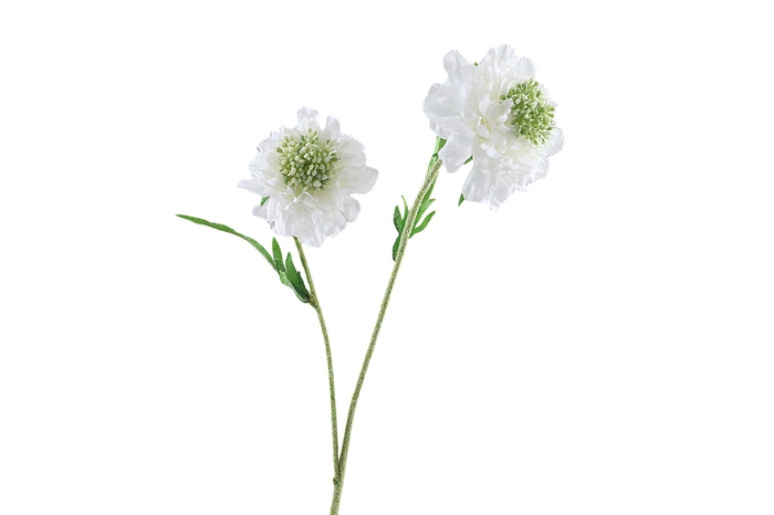 <h4>Scabiosa White</h4>