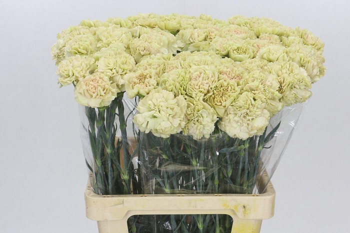 <h4>Dianthus St Lege Marrone</h4>